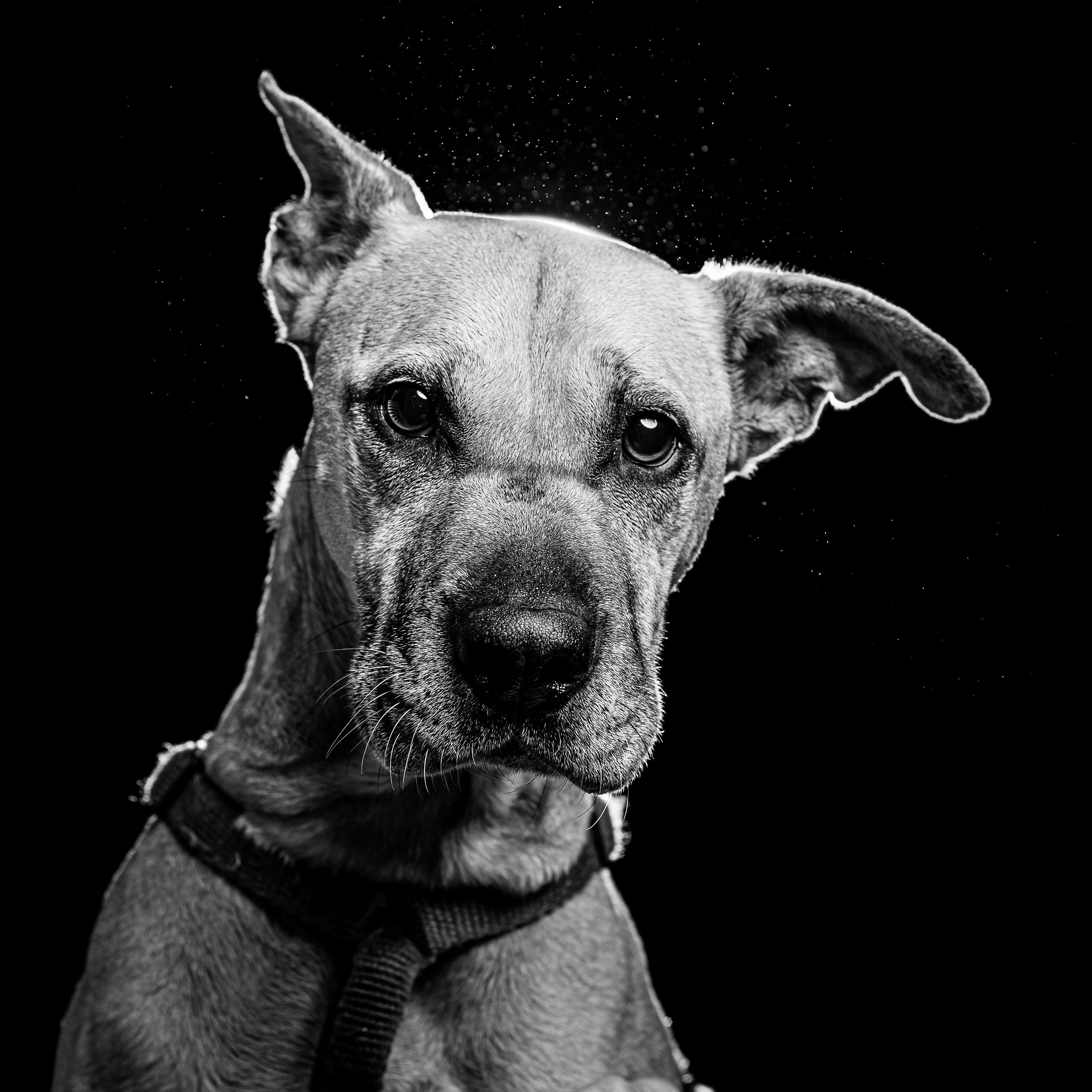 Voor knuffels en werk ontwijkend gedrag is de baas onderdeel van het team Voor knuffels en werk ontwijkend gedrag is de baas onderdeel van het team